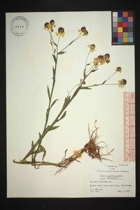 Helenium flexuosum image