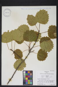 Populus grandidentata image