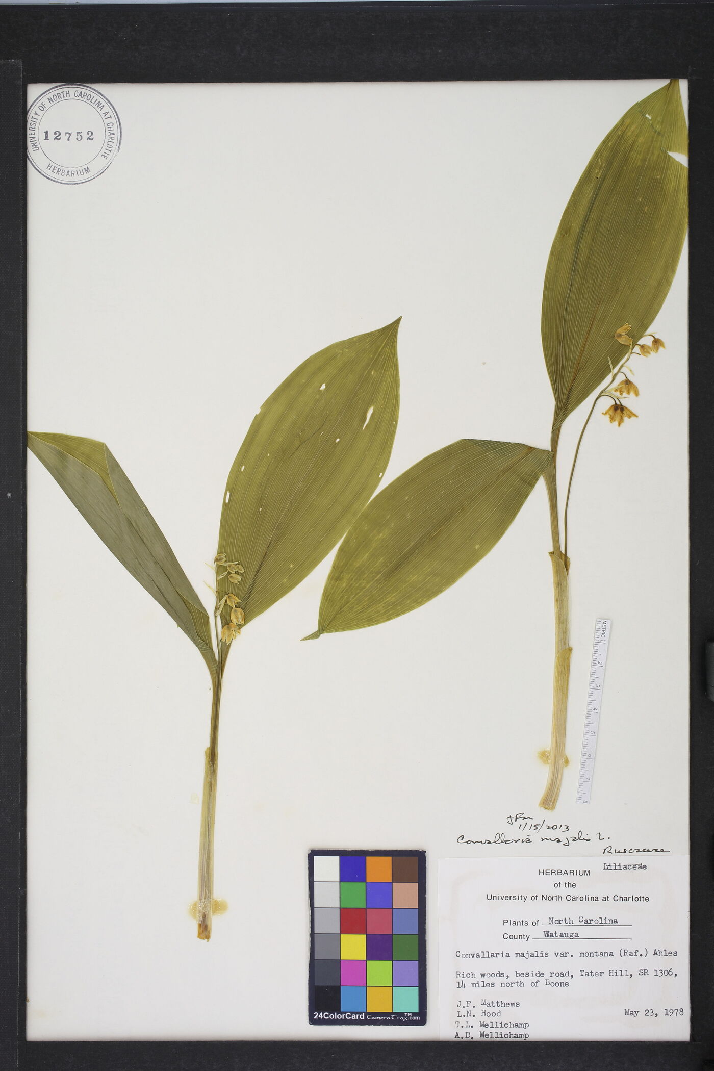 Convallaria pseudomajalis image