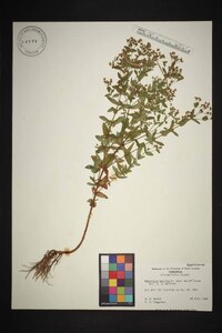 Hypericum mutilum var. mutilum image