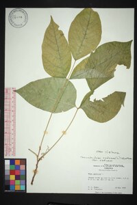 Toxicodendron radicans subsp. radicans image