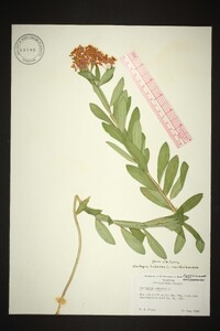 Asclepias tuberosa var. tuberosa image