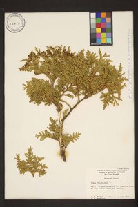 Thuja occidentalis image