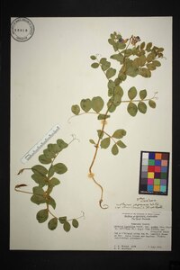 Lathyrus japonicus var. maritimus image