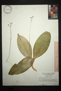 Clintonia borealis image