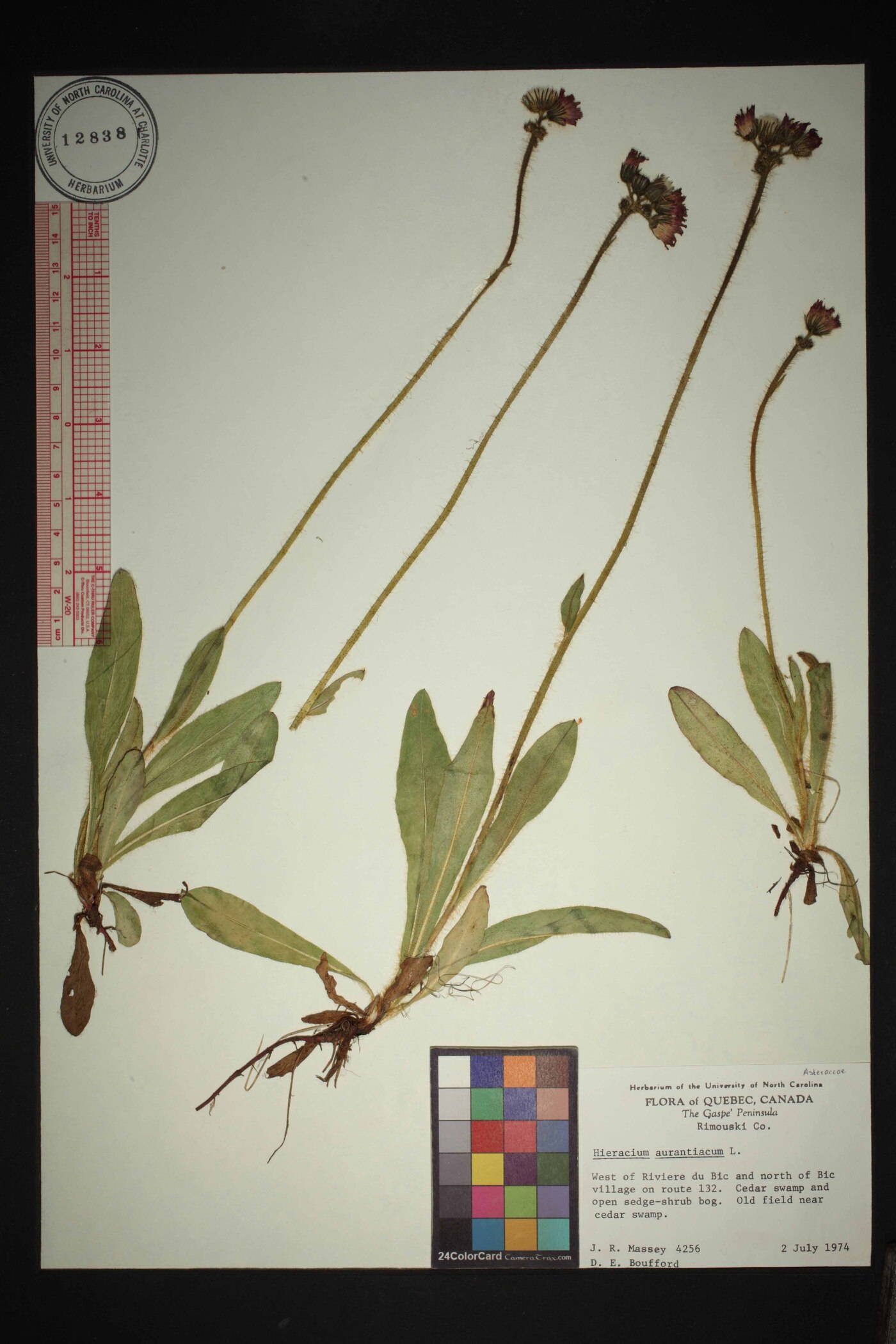 Pilosella aurantiaca image