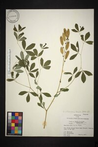 Baptisia albescens image