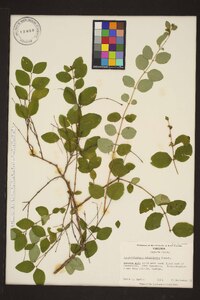 Symphoricarpos orbiculatus image