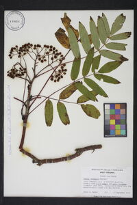 Sorbus americana image