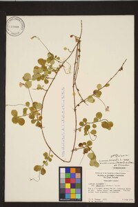 Linnaea borealis subsp. americana image