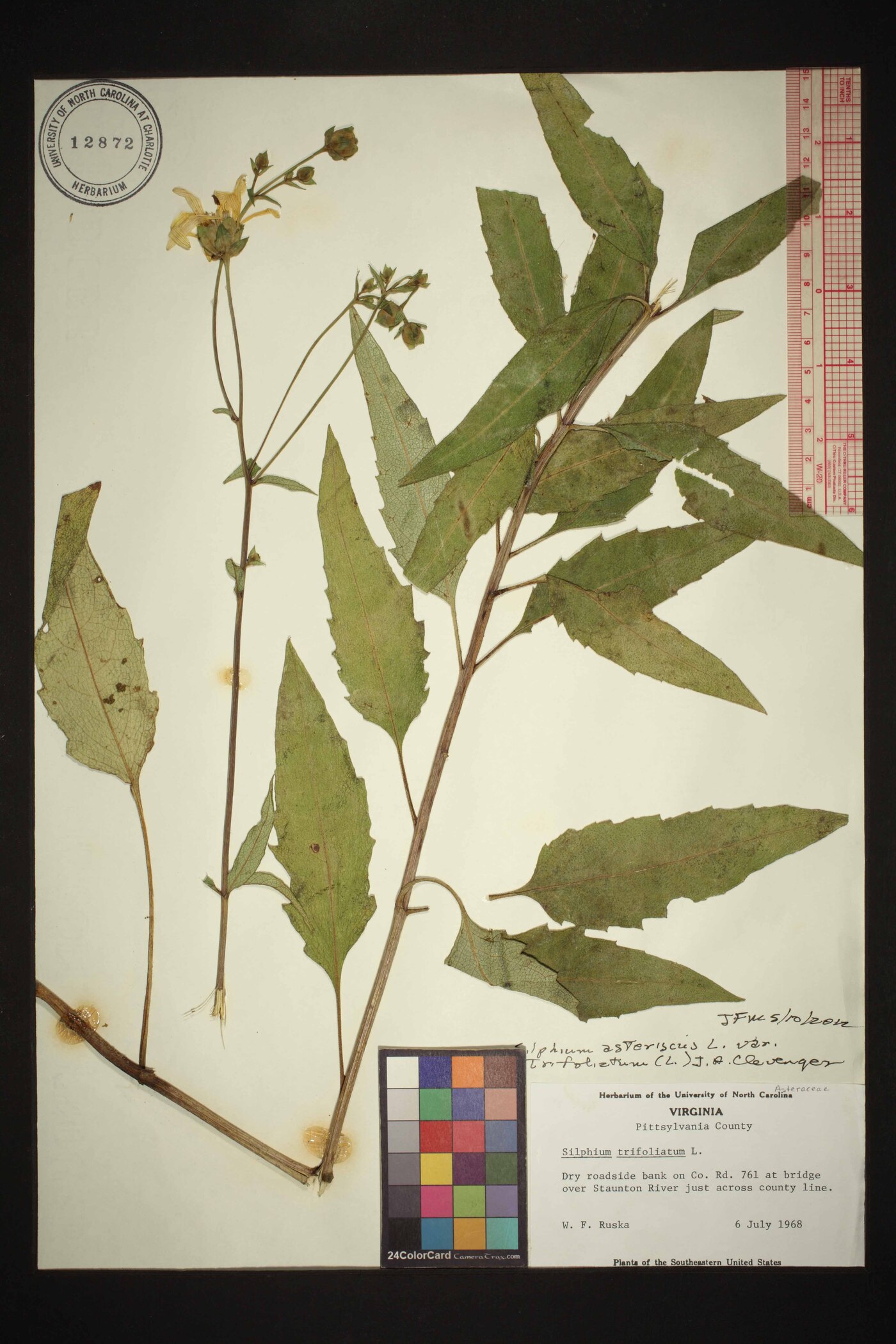 Silphium asteriscus var. trifoliatum image