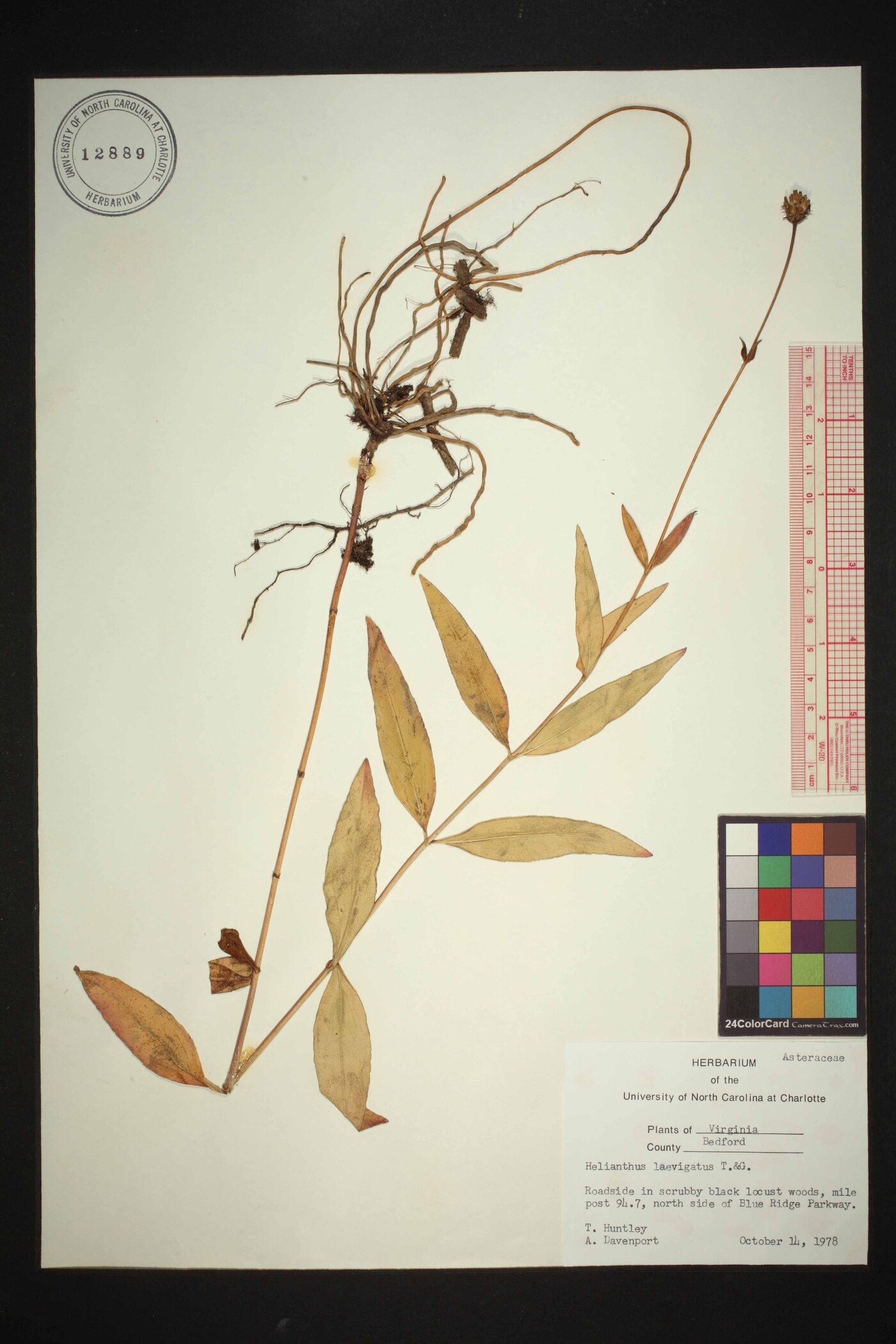 Helianthus laevigatus image