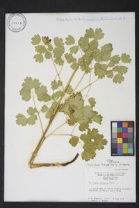 Thalictrum amphibolum image