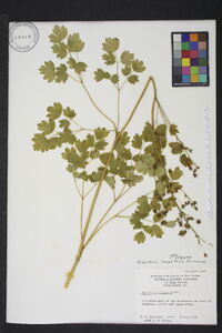 Thalictrum amphibolum image