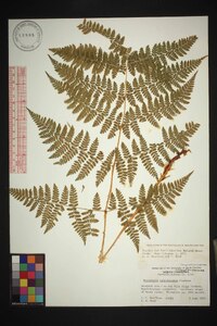 Dryopteris campyloptera image