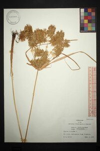 Cyperus strigosus var. strigosus image