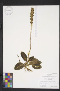 Goodyera pubescens image