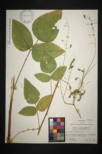 Desmodium canescens image