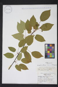 Amelanchier laevis image