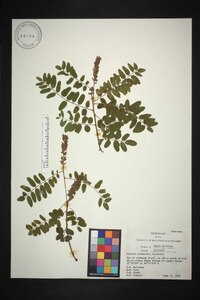 Amorpha schwerinii image