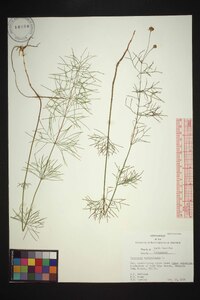 Coreopsis verticillata image