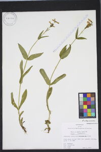 Penstemon laevigatus image