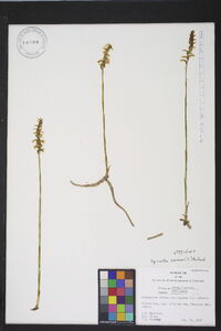 Spiranthes cernua image