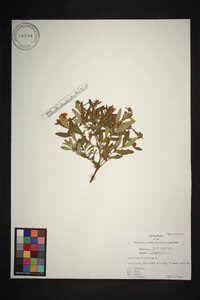 Hypericum prolificum image