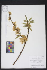 Prunus persica image