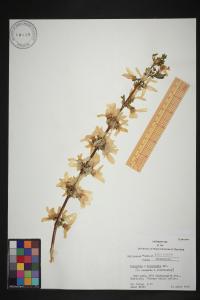 Forsythia × intermedia image