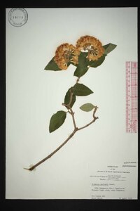 Viburnum carlesii image