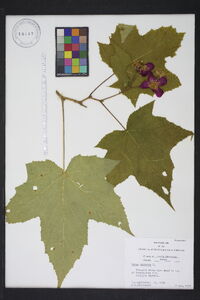 Rubus odoratus image