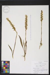 Spiranthes cernua image