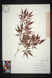 Acer palmatum image