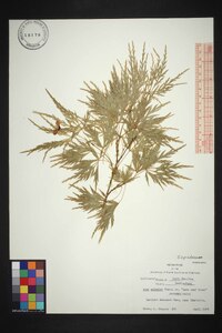 Acer palmatum image