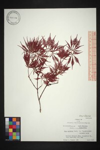 Acer palmatum image