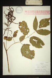 Aruncus dioicus image