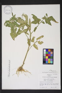 Solanum lycopersicum image