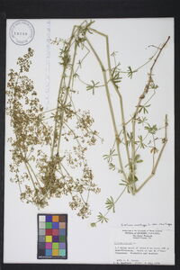 Galium mollugo subsp. mollugo image