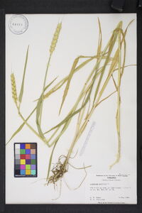 Triticum aestivum image