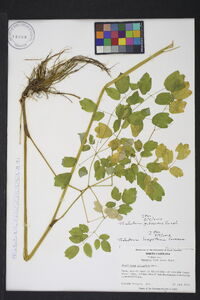 Thalictrum pubescens image