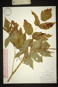 Aruncus dioicus image