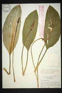 Orontium aquaticum image