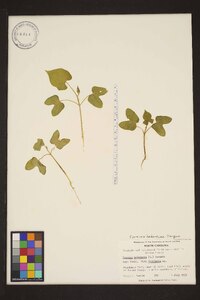 Ipomoea hederacea image