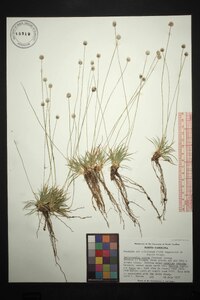 Lachnocaulon anceps image