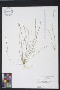 Aristida dichotoma image