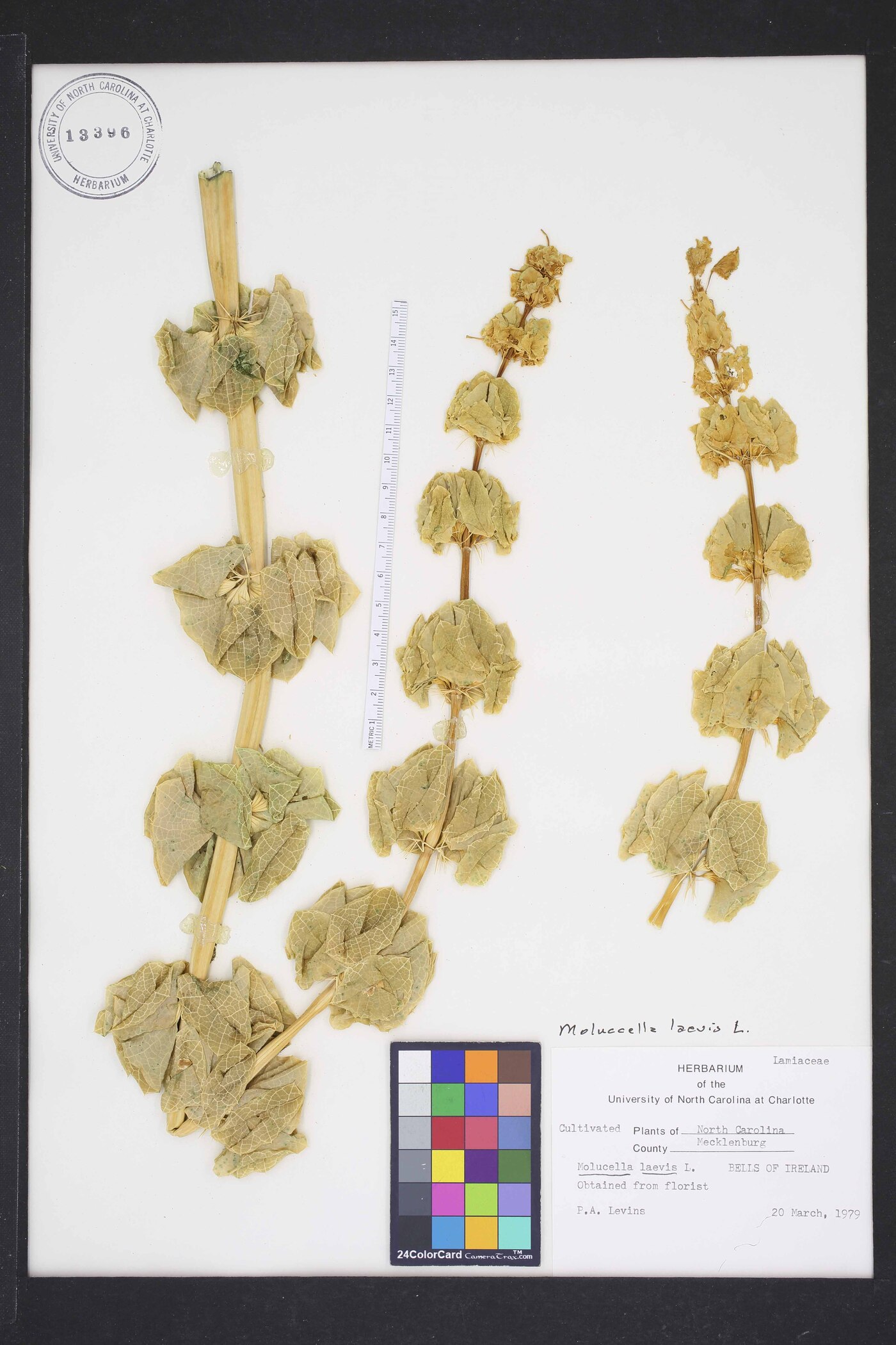 Moluccella laevis image