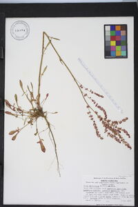 Rumex hastatulus image