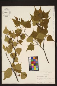 Betula populifolia image