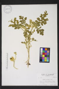 Solanum rostratum image